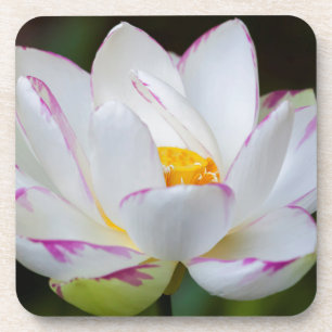 USA, Georgia, Savannah, Lootus Flower Blooming Coaster
