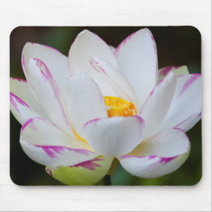 USA, Georgia, Savannah, Lootus Flower Blooming Mouse Pad