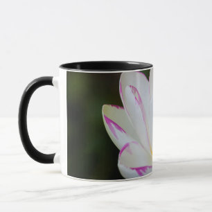 USA, Georgia, Savannah, Lootus Flower Blooming Mug