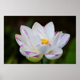 USA, Georgia, Savannah, Lootus Flower Blooming Poster