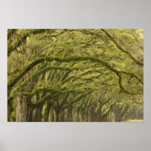 USA; Georgia; Savannah. Oak trees with Poster