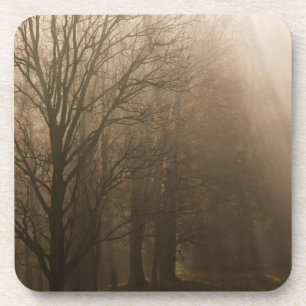 USA Great Smoky Mountain NP Tennessee trees in Coaster