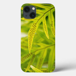 USA, Hawaii, Big Island. Tropical Green Fern iPhone 13 Case