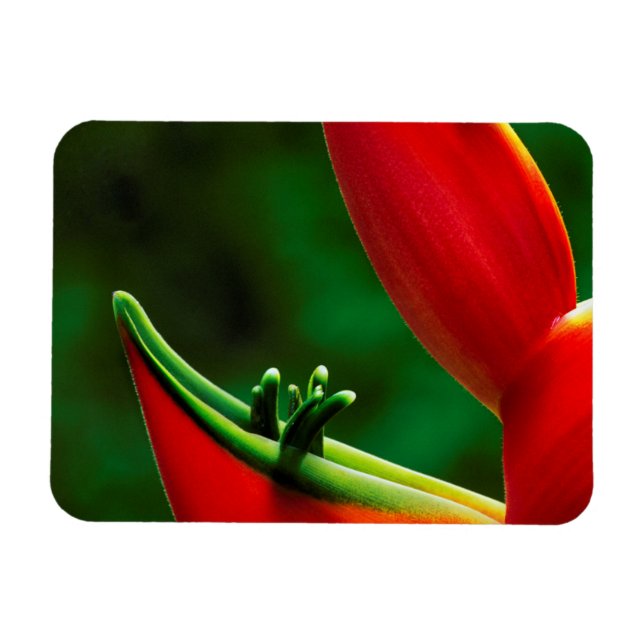 USA, Hawaii, Hilo. Heliconia Magnet (Horizontal)