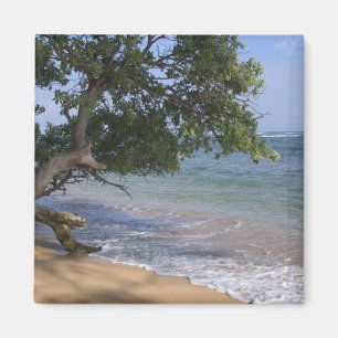 USA, Hawaii, Kauai, beach scenic. RF) Magnet