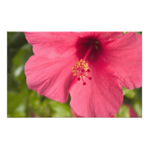 USA, Hawaii, Kauai, Hibiscus Photo Print