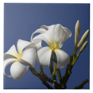 USA, Hawaii, Kauai, white plumeria. Tile