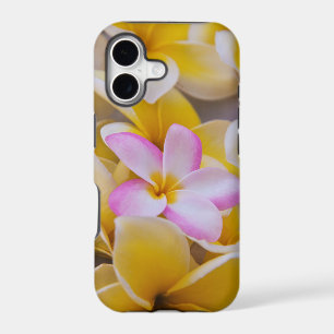 USA, Hawaii, Oahu, Plumeria flowers in bloom 1