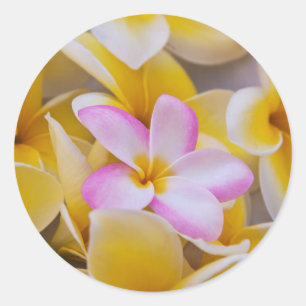 USA, Hawaii, Oahu, Plumeria flowers in bloom 1 Classic Round Sticker