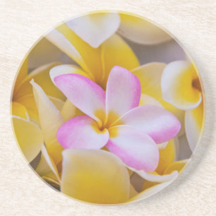 USA, Hawaii, Oahu, Plumeria flowers in bloom 1 Coaster