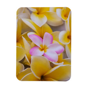 USA, Hawaii, Oahu, Plumeria flowers in bloom 1 Magnet