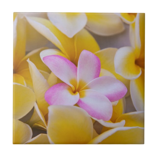 USA, Hawaii, Oahu, Plumeria flowers in bloom 1 Tile (Front)