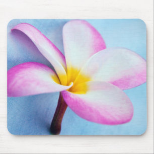 USA, Hawaii, Oahu, Plumeria flowers in bloom 2 Mouse Pad