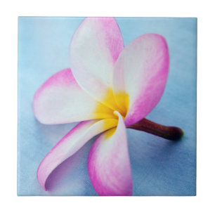 USA, Hawaii, Oahu, Plumeria flowers in bloom 2 Tile