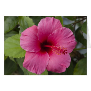 USA, Hawaii, Oahu. The Hibiscus is the 2