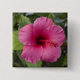 USA, Hawaii, Oahu. The Hibiscus is the 2 15 Cm Square Badge