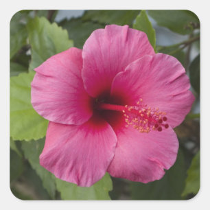 USA, Hawaii, Oahu. The Hibiscus is the 2 Square Sticker