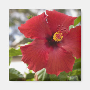 USA, Hawaii, Oahu. The Hibiscus is the Magnet