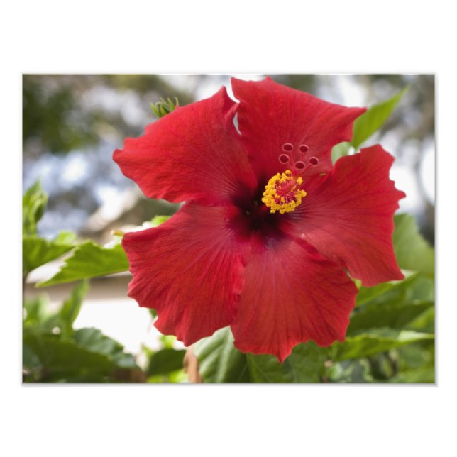 USA, Hawaii, Oahu. The Hibiscus is the Photo Print (Front)