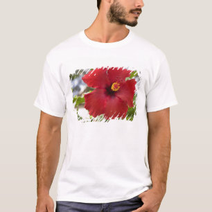 USA, Hawaii, Oahu. The Hibiscus is the T-Shirt