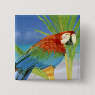 USA, Hawaii. Parrot 15 Cm Square Badge