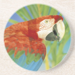 USA, Hawaii. Parrot Coaster