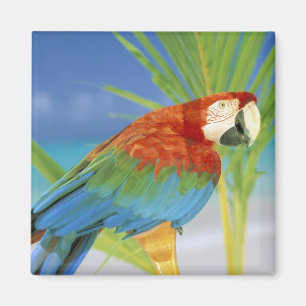 USA, Hawaii. Parrot Magnet