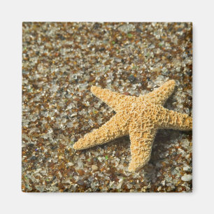 USA, HI, Kauai, Glass Beach with Star fish Magnet