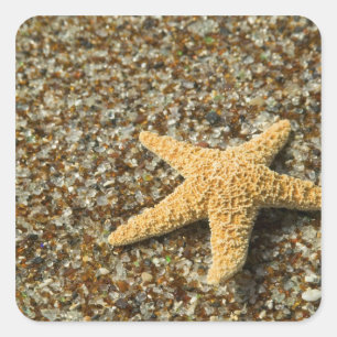 USA, HI, Kauai, Glass Beach with Star fish Square Sticker