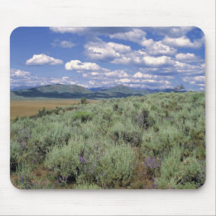 USA, Idaho, Camas Co. Sagebrush and lupine Mouse Pad