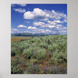 USA, Idaho, Camas Co. Sagebrush and lupine Poster