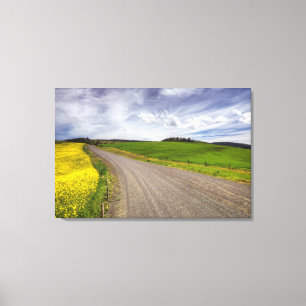 USA, Idaho, Idaho County, Canola Field Canvas Print