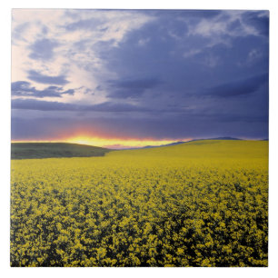 USA, Idaho, Swan Valley. A fiery sunset erupts Tile