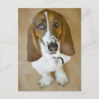 USA, Illinois, Washington, Portrait of Bassett 2 Postcard