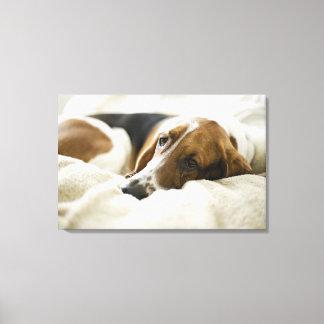 USA, Illinois, Washington, Portrait of Bassett 3 Canvas Print
