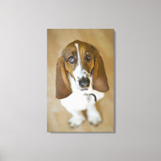 USA, Illinois, Washington, Portrait of Bassett Canvas Print