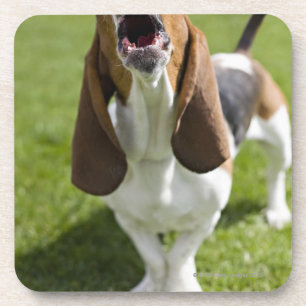 USA, Illinois, Washington, Portrait of Bassett Coaster