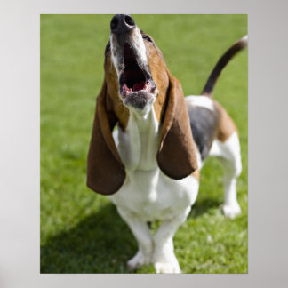 USA, Illinois, Washington, Portrait of Bassett Poster