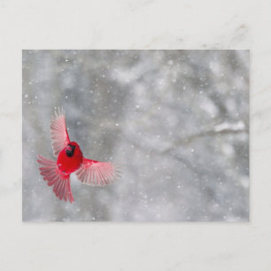 USA, Indiana, Indianapolis. A male cardinal Postcard