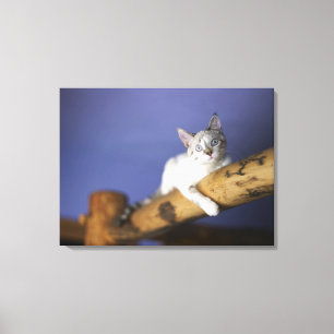 USA, Iowa, Portrait of young kitten Canvas Print