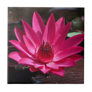 USA, Kansas, Bright Red Water Lilly Tile