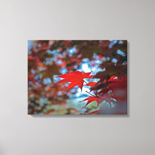 USA, Kansas. Fall Colours Canvas Print