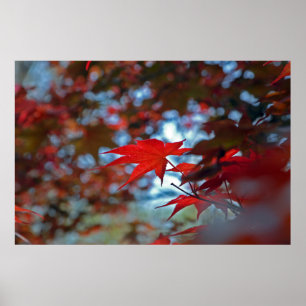 USA, Kansas. Fall Colours Poster