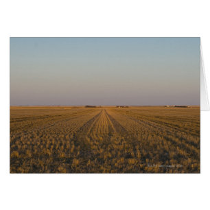 USA, Kansas, field