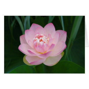 USA, Kansas, Pink Water Lilly