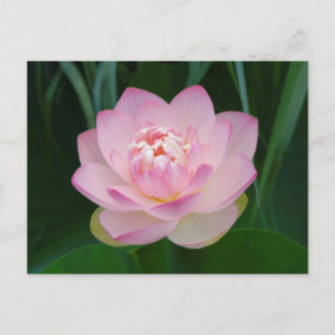 USA, Kansas, Pink Water Lilly Postcard