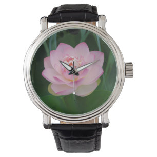 USA, Kansas, Pink Water Lilly Watch