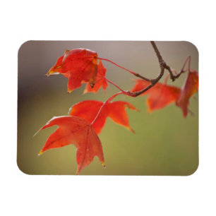 USA, Kansas, Red Leaves In Early Fall Magnet