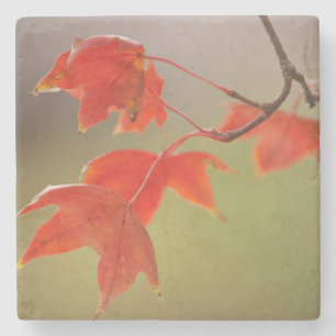 USA, Kansas, Red Leaves In Early Fall Stone Coaster