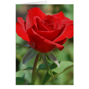USA, Kansas, Red Rose